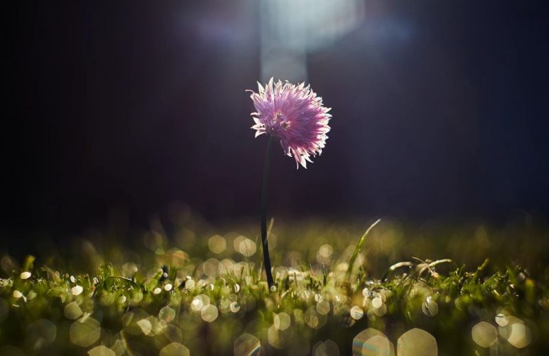 cremation services in Manhasset, NY
